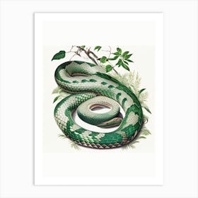 Forest Pit Viper Snake 1 Vintage Art Print