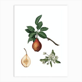 Vintage Pear Botanical Illustration on Pure White n.0333 Art Print