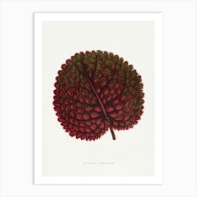 Vintage Botanical Art Print _2643246 Art Print