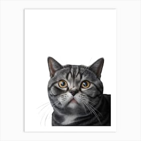 Gray Cat Art Print