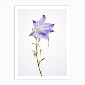 Pressed Wildflower Botanical Art Harebell 1 Art Print