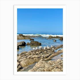 Newport Beach Birds Art Print