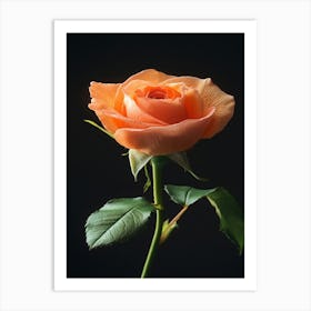 Orange Rose On Black Background 4 Art Print