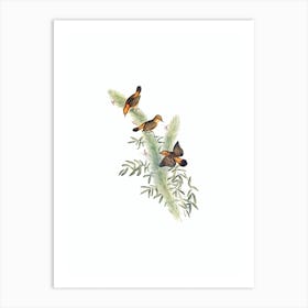 Vintage Rufous Headed Warbler Bird Illustration on Pure White Art Print