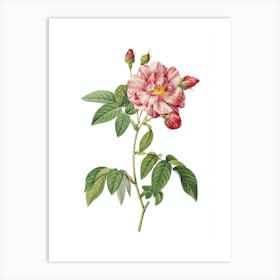 Vintage Variegated French Rosebush Botanical Illustration on Pure White n.0927 Art Print
