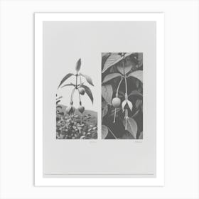Fuchsia Flower Photo Collage 4 Art Print
