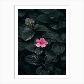 Pink Flower 14 Art Print