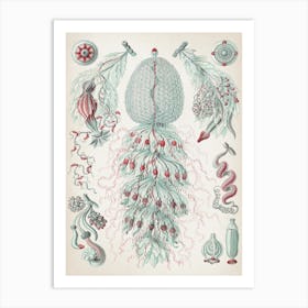 Vintage Haeckel 3 Tafel 59 Staatsquallen Art Print