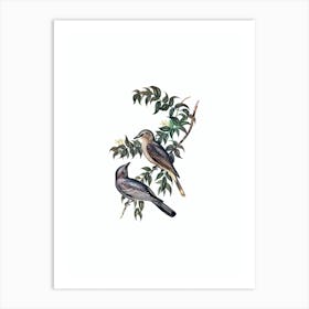 Vintage Jardine’s Cuckooshrike Bird Illustration on Pure White n.0056 Art Print