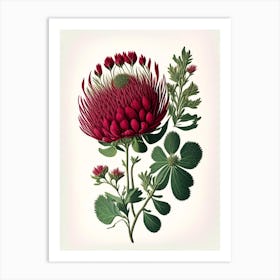 Red Clover Wildflower Vintage Botanical 2 Art Print