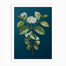 Vintage Common Dogwood Botanical Art on Teal Blue n.0061 Art Print