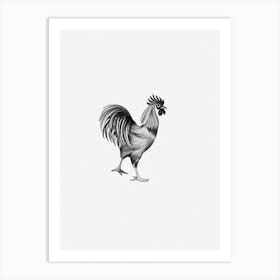 Rooster B&W Pencil Drawing 3 Bird Art Print