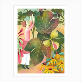 Harvesting Fig In Italy Art Print