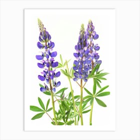 Lupine Flowers Art Print