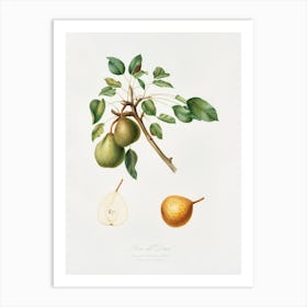 Pear (Pyrus Dugalis) From Pomona Italiana (1817 1839), Giorgio Gallesio Art Print
