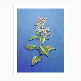 Vintage White Gillyflower Bloom Botanical Art on Blue Perennial n.0126 Art Print