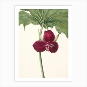 Vintage Botanical Mary Vaux Walcott _2732425 Art Print