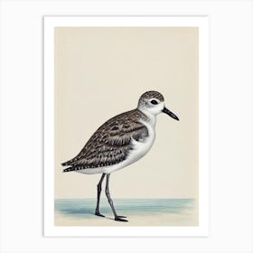 Grey Plover Illustration Bird Art Print