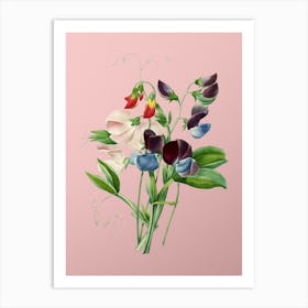 Vintage Sweet Pea Botanical on Soft Pink n.0908 Art Print