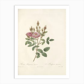 Rose Illustration, Pierre Joseph Redoute (71) Art Print