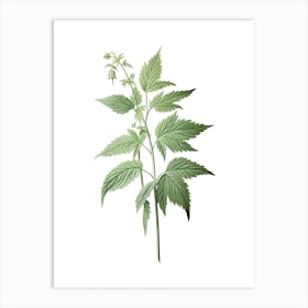 Stinging Nettle Vintage Botanical Herbs 3 Art Print