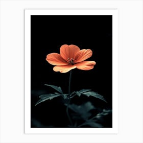 Orange Flower 7 Art Print