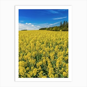 Rapeseed Field Rape Art Print