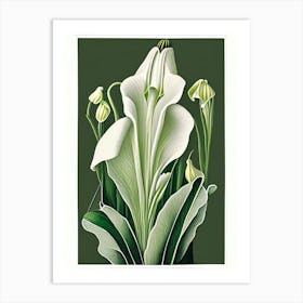 Zantedeschia Aethiopica Floral Botanical Vintage Poster Flower Art Print