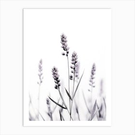 Wild Lavender Art Print