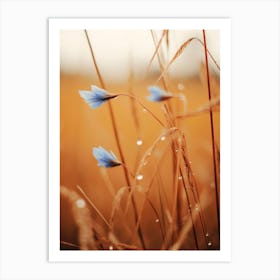 Blue Corn Flower No 2 Art Print