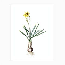 Vintage Narcissus Gouani Botanical Illustration on Pure White n.0185 Art Print