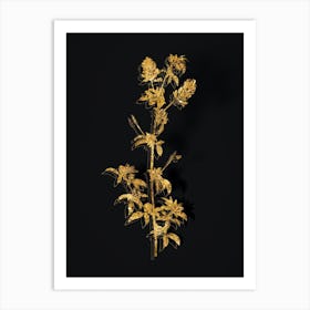 Vintage Spanish Clover Bloom Botanical in Gold on Black n.0357 Art Print