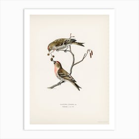 Common Linnet (Acanthis Linaria), The Von Wright Brothers Art Print