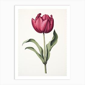 Tulips Flower Vintage Botanical 0 Art Print
