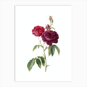 Vintage Purple Roses Botanical Illustration on Pure White n.0293 Art Print