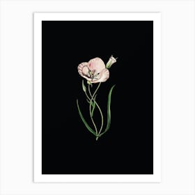 Vintage Satiny Calochortus Flower Branch Botanical Illustration on Solid Black n.0242 Art Print