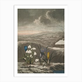 Crocuses In The Snow Art Print