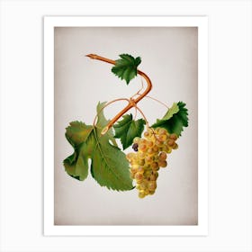 Vintage Vermentino Grapes Botanical on Parchment n.0281 Art Print