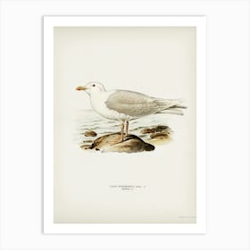 Glaucous Gull, The Von Wright Brothers Art Print