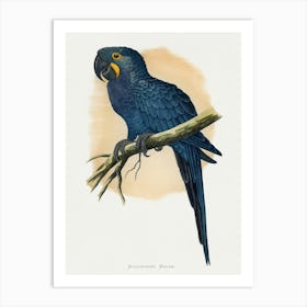 Parrot On A Branch 2 Art Print