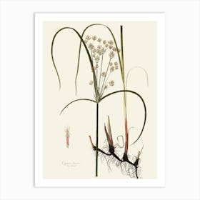 Sassafras 11 Art Print