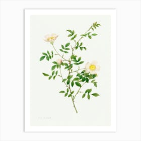 Brier Bush Rose Or Dog Rose, Pierre Joseph Redoute Art Print