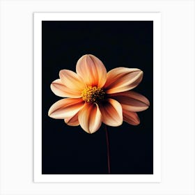 Dahlia 20 Art Print