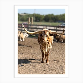 Longhorn Bull 2 Art Print