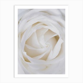 White Rose Close Up Art Print