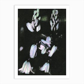 Hyacinth Art Print