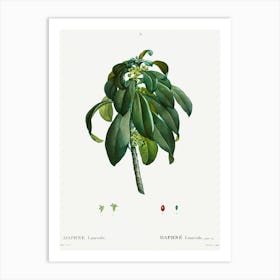 Spurge Laurel, Pierre Joseph Redoute Art Print