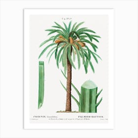 Date Palm, Pierre Joseph Redoute 1 Art Print