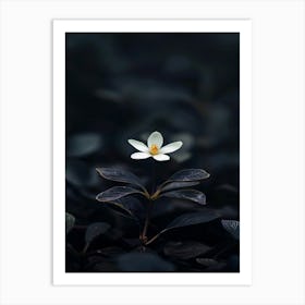 White Flower In The Dark 39 Art Print