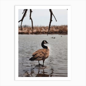 Goose On Lake Art Print